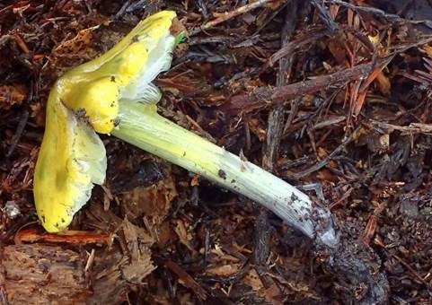 Schwärzender Gelbgrüner Saftling, Foto 3