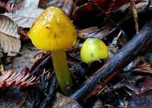 Schwärzender Gelbgrüner Saftling, Foto 4
