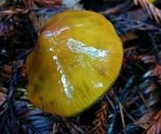 Schwärzender Gelbgrüner Saftling, Foto 5
