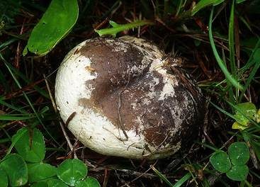 Schwärzender Bovist, Foto 2