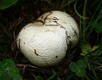 Schwärzender Bovist, Foto 3
