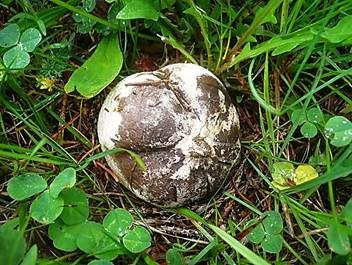 Schwärzender Bovist, Foto 5