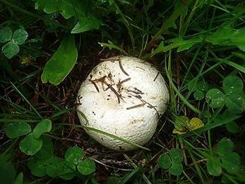 Schwärzender Bovist, Foto 6