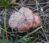 Schwärzender Dünensaftling, Foto 15