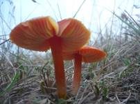 Schwärzender Dünensaftling, Foto 19