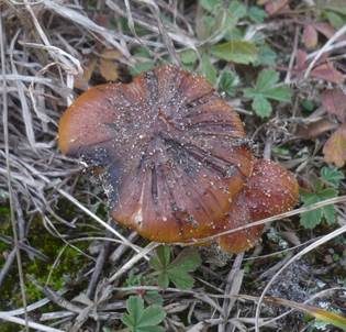 Schwärzender Dünensaftling, Foto 4