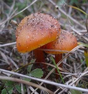 Schwärzender Dünensaftling, Foto 5