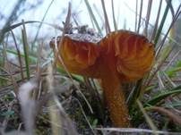 Schwärzender Dünensaftling, Foto 11