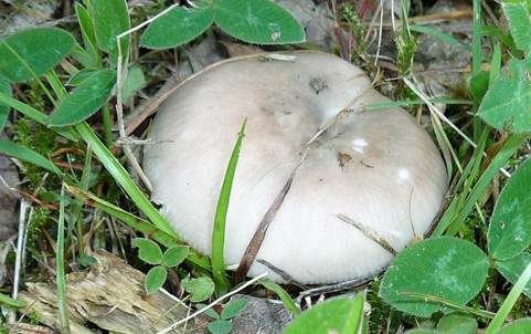 Bleibrauner Täubling, Foto 2