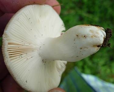 Bleibrauner Täubling, Foto 4