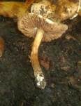Schwärzender Fälbling, Foto 8