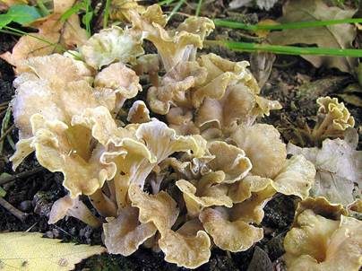 Schwärzender Leistling, Foto 2