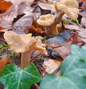 Schwärzender Leistling, Foto 4