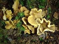 Schwärzender Leistling, Foto 7