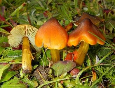 Schwärzender Saftling, Foto 2