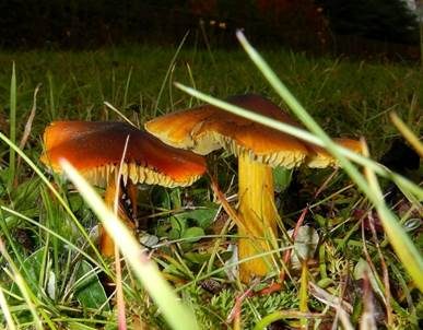 Schwärzender Saftling, Foto 3