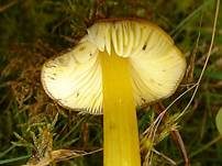 Schwärzender Saftling, Foto 15