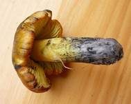 Schwärzender Saftling, Foto 22
