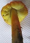 Schwärzender Saftling, Foto 23