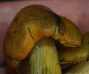 Schwärzender Saftling, Foto 24