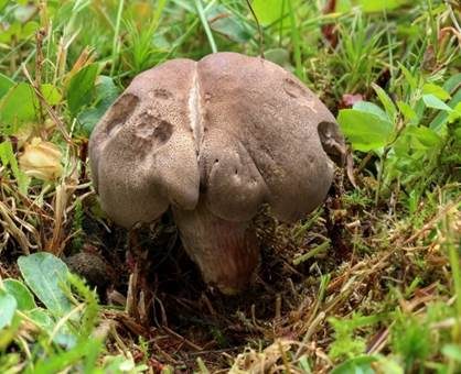 Schwärzender Wiesenritterling, Foto 3
