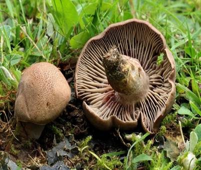 Schwärzender Wiesenritterling, Foto 4