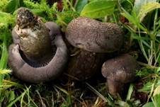 Schwärzender Wiesenritterling, Foto 9