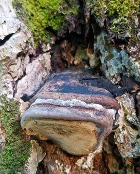 Schwarzer Hufpilz, Foto 3