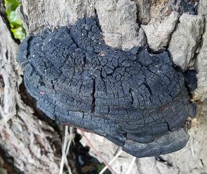Schwarzer Hufpilz, Foto 4