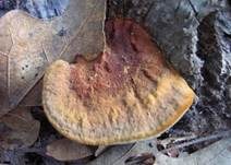 Schwarzer Hufpilz, Foto 6