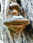 Schwarzer Hufpilz, Foto 9