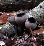 Schwarzer Kelchpilz, Foto 5