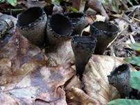 Schwarzer Kelchpilz, Foto 6