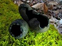 Schwarzer Kelchpilz, Foto 8