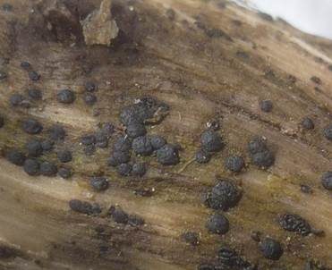 Schwarzer Kernpilz, Foto 2