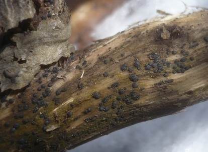 Schwarzer Kernpilz, Foto 3