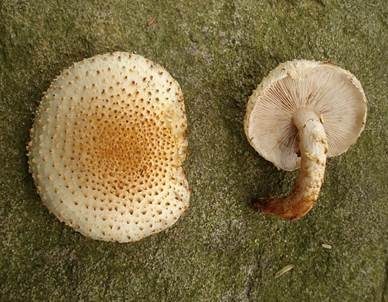 Bleicher Schüppling, Foto 3