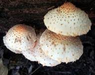 Bleicher Schüppling, Foto 14