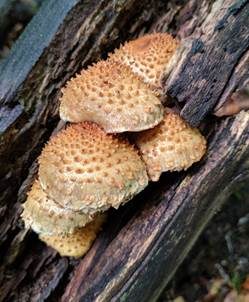Bleicher Schüppling, Foto 5