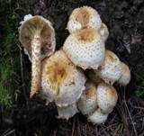 Bleicher Schüppling, Foto 8