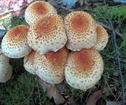 Bleicher Schüppling, Foto 11