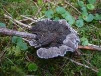 Schwarzer Korkstacheling, Foto 15