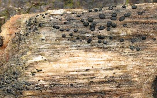 Schwarzes Hartbecherchen, Foto 3
