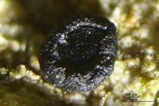 Schwarzes Harzbecherchen, Foto 5