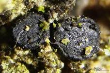 Schwarzes Harzbecherchen, Foto 6