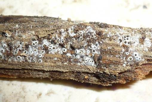 Schwarzes Spinnwebbecherchen, Foto 2