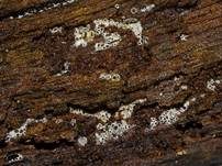 Schwarzes Spinnwebbecherchen, Foto 13