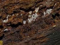 Schwarzes Spinnwebbecherchen, Foto 14