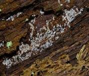 Schwarzes Spinnwebbecherchen, Foto 15