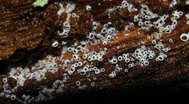 Schwarzes Spinnwebbecherchen, Foto 18